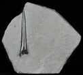 Jurassic Belemnite (Youngibelus) - Posidonia Shale #63310-1